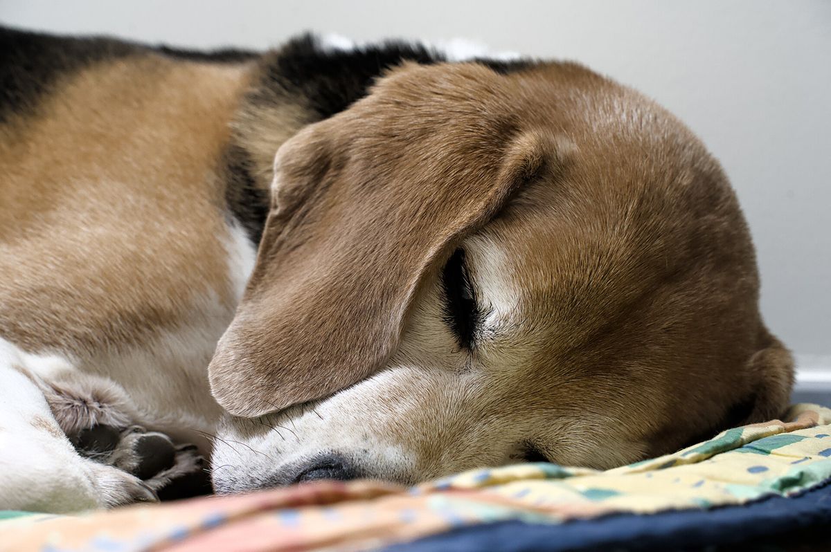 A beagle asleep on a blanket